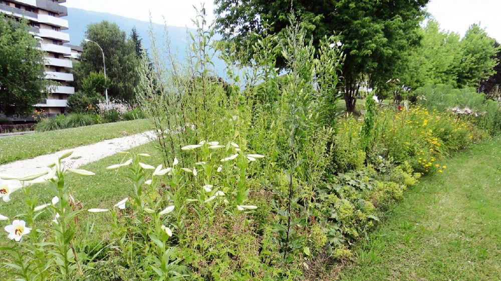 Grâce aux mélanges Tram, une ou plusieurs espèces sont toujours en fleurs dans les massifs. Grâce aux mélanges Tram, une ou plusieurs espèces sont toujours en fleurs dans les massifs.