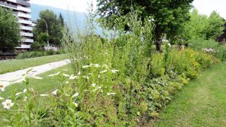 Grâce aux mélanges Tram, une ou plusieurs espèces sont toujours en fleurs dans les massifs. Grâce aux mélanges Tram, une ou plusieurs espèces sont toujours en fleurs dans les massifs.