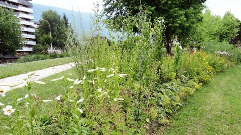 Grâce aux mélanges Tram, une ou plusieurs espèces sont toujours en fleurs dans les massifs.