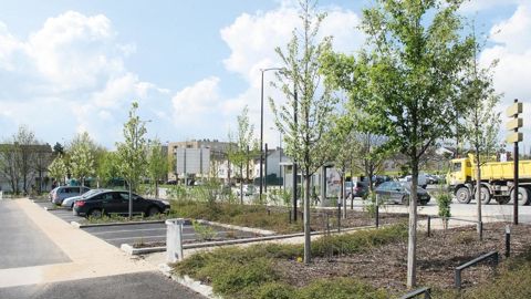 Dans de nombreuses régions, de multiples jeunes plantations ont souffert des conditions météorologiques de cet été 2015.