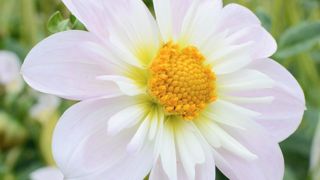 PHOTO : JEANNE DE LAVAL