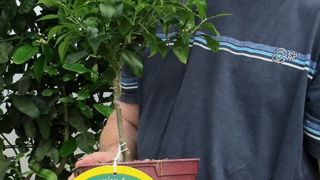 Après avoir participé à l'émission Parcours de Pro (avec M6, W9 et Engie), Frédéric Sérusier, responsable des Agrumes de Méditerranée, à Tiercé, près d'Angers (49), a confirmé et renforcé ses projets de développement d'une gamme d'agrumes biologiques pour l'export. « Je ne sais pas combien de fois cette séquence de vidéos a été vue mais beaucoup de collègues et clients nous en ont parlé. »