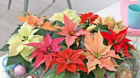 Divers outils, à l'instar de ce poster, ont pour objectif de promouvoir le Poinsettia. Autour du thème « À chacun son étoile », cette opération vise les acheteurs traditionnels, mais également les plus jeunes.