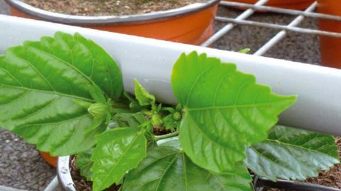 PHOTO : AREXHOR-PAYS-DE-LA-LOIRE