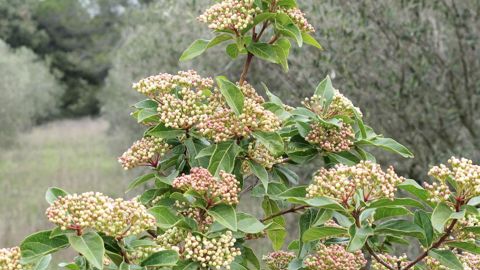 Les plantes labellisées d'origine locale constituent un débouché de diversification intéressant pour les pépiniéristes, mais aux activités et emplois très saisonniers. Ici, Viburnum tinus.PHOTO : PASCAL FAYOLLE