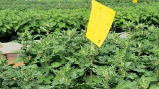 PHOTO : ODILE MAILLARD