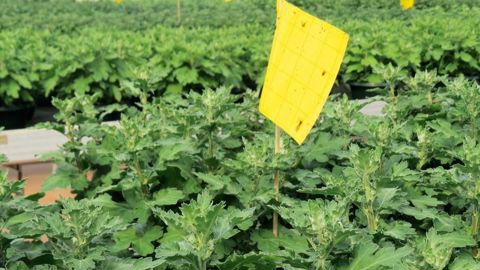 PHOTO : ODILE MAILLARD