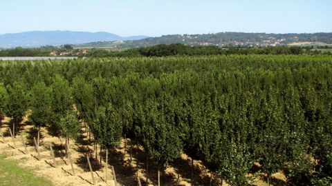 Les pépinières Guillot-Bourne ouvriront leurs portes les 30 septembre et 1er octobre pour fêter les 140 ans de l'entreprise et montrer leur gamme et leur savoir-faire.