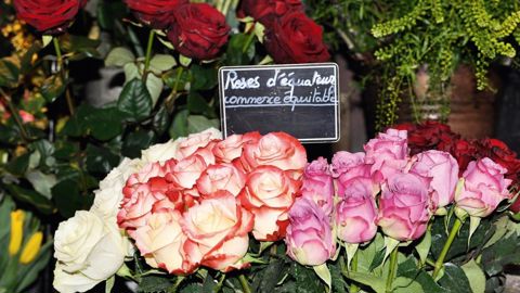 En 2014, en France, 7,3 millions de roses ont été vendues aux conditions du commerce équitable Fairtrade/Max Havelaar (675 millions dans le monde), si l'on en croit les chiffres communiqués par le label.PHOTO : MAX HAVELAAR