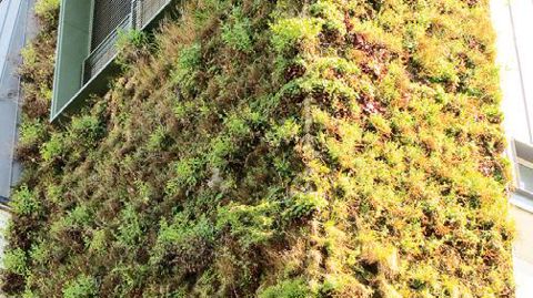 Un mur Végétalis®, réalisé par la société montpelliéraine Greenwall, près de la gare du Nord, à Paris.