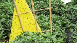 PHOTO : ODILE MAILLARD PHOTO : ODILE MAILLARD