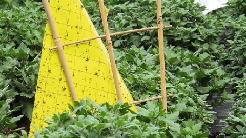 PHOTO : ODILE MAILLARD