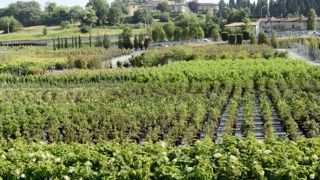 Pour limiter la perte de chiffre d'affaires, Vivai Nord mise sur le service, l'innovation et la production d'espèces locales... Pour limiter la perte de chiffre d'affaires, Vivai Nord mise sur le service, l'innovation et la production d'espèces locales...