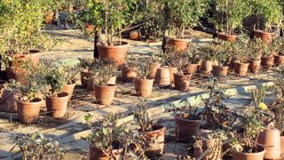 Un dégrèvement de la taxe sur le foncier non bâti peut être accordé : il est proportionnel aux pertes de récoltes ; il est concerné par le régime des « minimis ».