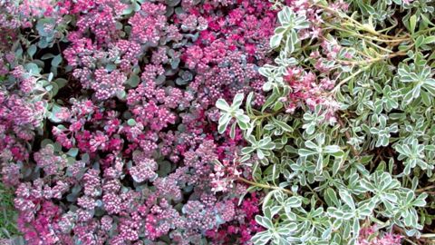 Premier prix Aquiflor 2011 : une collection de Sedum d'ornement rustiques des pépinières La Forêt (Les Sorinières - 44). Notre photo : Sedum 'Carl Lidahem' à feuillage bleu et fleurs roses, et Sedum sp. variegatum panaché à fleurs roses.