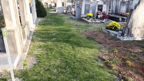 Chambéry est passée au zéro phyto dans ses cimetières cette année. Près de 1 200 m² de surfaces engazonnées ont été implantées sur les allées gravillonnées.