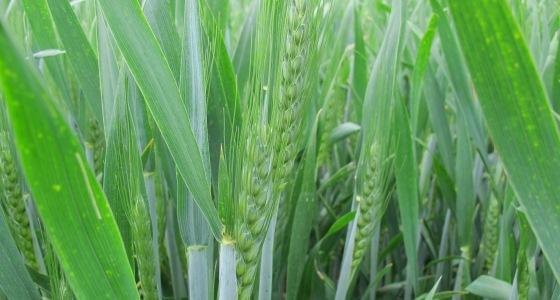 Arvalis-Institut du végétal compare les paramètres qui font la compétitivité du blé des principaux producteurs mondiaux.