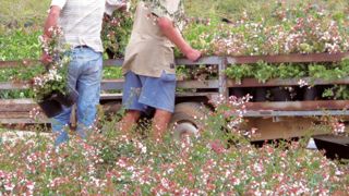 Insuffisamment valorisé par rapport à l'installation, le statut de salariéagricole est mal connu, alors même que le salariat se développe et serenouvelle.PHOTO : FRANCIS GINESTET