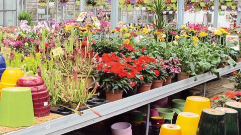 Sur les sept premiers mois de 2013, les ventes de plantes d'intérieur ont tiré le marché vers le haut, enregistrant une hausse de 3,1 % en volume et de 5 % en valeur.PHOTO : VALÉRIE VIDRIL