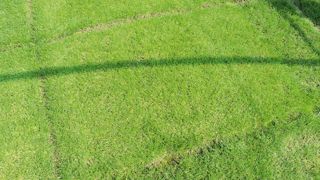 Green Expo, qui aura lieu du 26 au 28 novembre, permettra de faire le point sur l'évolution du monde des gazons. Ici, des essais de variétés à la station des Alleuds, près d'Angers.