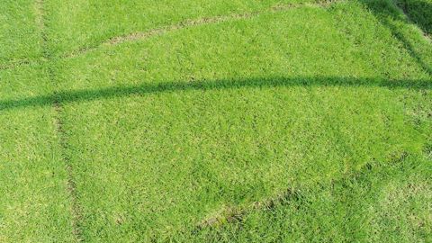 Green Expo, qui aura lieu du 26 au 28 novembre, permettra de faire le point sur l'évolution du monde des gazons. Ici, des essais de variétés à la station des Alleuds, près d'Angers.