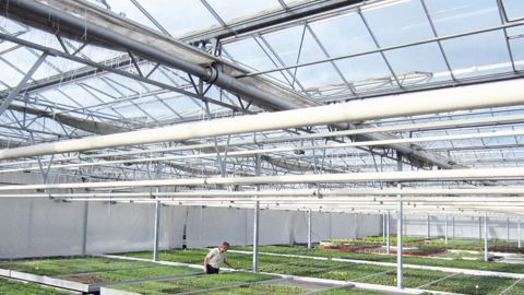 Les jeunes plants horticoles d'Eyraud Productions profitent d'une luminosité maximale sous des verres neufs et translucides. Il n'y aura aucune incidence sur la disponibilité des diverses variétés.PHOTO : EYRAUD PRODUCTIONS