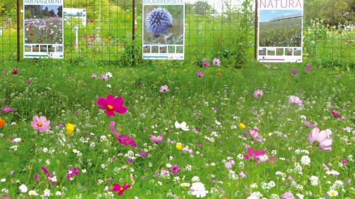À Champigné, dans le Maine-et-Loire, le siège de l'entreprise est doté d'un jardin consacré à la présentation d'une partie des mélanges du catalogue.
