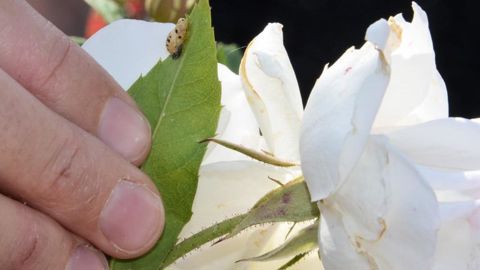 Apprendre à reconnaître les auxiliaires du rosier pour diminuer l'utilisation de produits phytosanitaires : c'est tout l'enjeu du projet Bioberos.