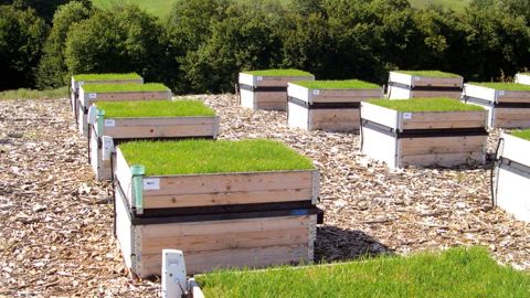 Les « carrés de mélanges fleuris et de gazon » ont pour but de tester les meilleurs mélanges variétaux et de limiter les déchets produits.