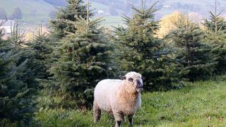 Inoffensifs pour les cultures de Sapins de Chartreuse, - nouveaux produits de la marque Savoie -, des moutons de race shropshire assurent le désherbage des espaces dédiés dans la vallée de Couz (73).