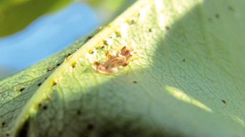 Les feuilles de ce Pyracantha subissent les attaques du tigre du poirier.