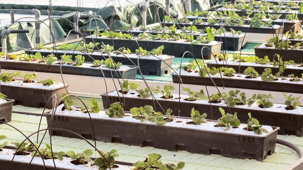 Sur le Salon du végétal, l'Institut technique de l'horticulture présentera quelques-uns de ses travaux de prospective et de recherche sur l'agriculture urbaine. Ici, des fraisiers cultivés en aquaponie par le Ratho.