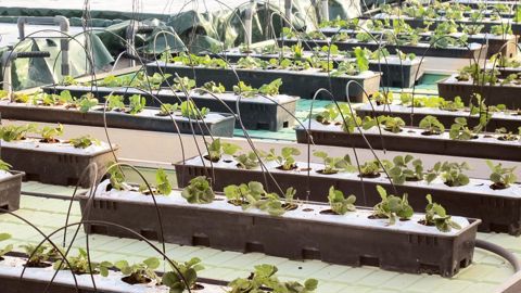 Sur le Salon du végétal, l'Institut technique de l'horticulture présentera quelques-uns de ses travaux de prospective et de recherche sur l'agriculture urbaine. Ici, des fraisiers cultivés en aquaponie par le Ratho.