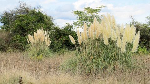 Une enquête révèle que les espèces exotiques envahissantes coûtent en moyenne 38 millions d'euros par an en France. Ici l'herbe de la pampa.