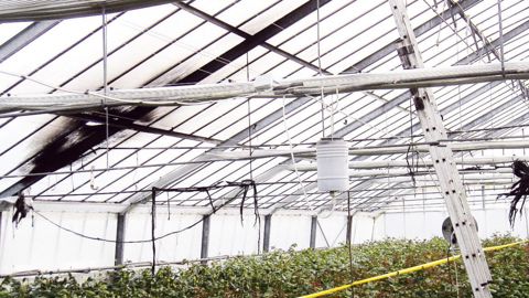 Un évaporateur à soufre a enflammé les écrans d'ombrage. Pour éviter ce type de situation, il est préconisé d'utiliser un écran résistant au feu et de respecter une distance suffisante entre les deux d'au moins 1 mètre.