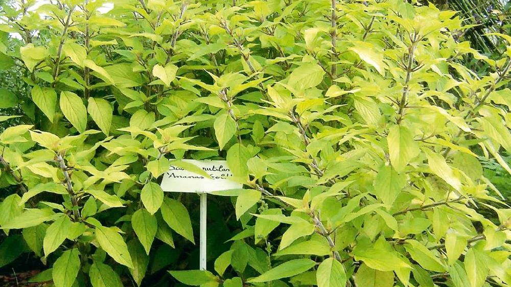 Salvia rutilans 'Ananas Gold' présente un feuillage intéressant. Tout en nuances de vert et de jaune, il reste très lumineux et offre par ailleurs une fragrance d'ananas.PHOTO : FLORYSAGE Salvia rutilans 'Ananas Gold' présente un feuillage intéressant. Tout en nuances de vert et de jaune, il reste très lumineux et offre par ailleurs une fragrance d'ananas.PHOTO : FLORYSAGE