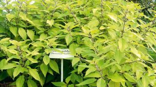 Salvia rutilans 'Ananas Gold' présente un feuillage intéressant. Tout en nuances de vert et de jaune, il reste très lumineux et offre par ailleurs une fragrance d'ananas.PHOTO : FLORYSAGE Salvia rutilans 'Ananas Gold' présente un feuillage intéressant. Tout en nuances de vert et de jaune, il reste très lumineux et offre par ailleurs une fragrance d'ananas.PHOTO : FLORYSAGE