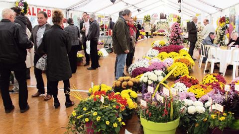 Les exposants de l'édition 2013 du Salon du chrysanthème ont reçu, au Val Sarah, à Bardouville (76), des professionnels venus de toute la France, de Pologne, et même de Côte d'Ivoire, à l'exemple, ci-contre, du Dr Tano N'Gouan (à gauche) et de Franck Tapie.