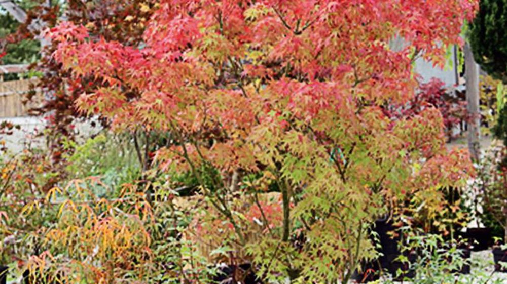 Pour les 40 ans du Jardin Zen d'Érik Borja, dans la Drôme, les pépinières Nova Plants d'Antoine Bourne ont présenté des érables du Japon qui sont à leur apogée début novembre.