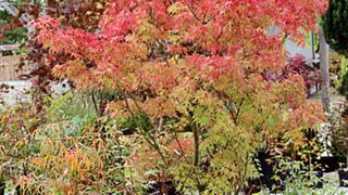 Pour les 40 ans du Jardin Zen d'Érik Borja, dans la Drôme, les pépinières Nova Plants d'Antoine Bourne ont présenté des érables du Japon qui sont à leur apogée début novembre. Pour les 40 ans du Jardin Zen d'Érik Borja, dans la Drôme, les pépinières Nova Plants d'Antoine Bourne ont présenté des érables du Japon qui sont à leur apogée début novembre.