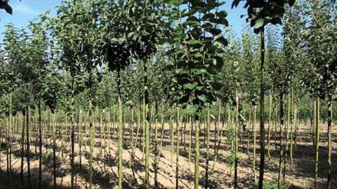 Les organismes nuisibles pouvant faire l'objet de programmes d'indemnisation sont ceux concernés par les mesures de lutte obligatoire ou présentant un caractère anormal ou exceptionnel. En 2014, des programmes « sharka » et « teigne du bananier » ont été mis en place.