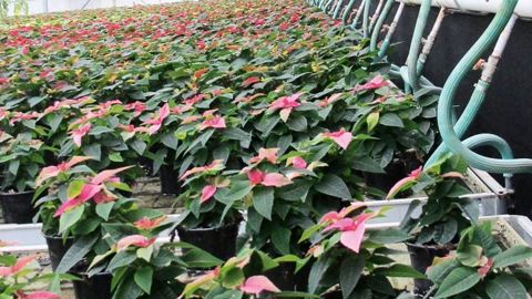 Les technologies et les pratiques culturales innovantes, ou encore le développement durable font partie des axes du concours Agrinove.