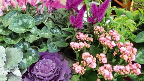 La consommation de plantes en Allemagne faiblit progressivement ces dernières années...