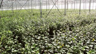 Product Proof permettra d'attester à un client spécifique que ses restrictions d'usages pour certaines substances actives ont été respectées. Product Proof permettra d'attester à un client spécifique que ses restrictions d'usages pour certaines substances actives ont été respectées.