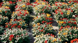 Chez le consommateur, le facteur limitant du prix se renforce : pas plus de 8 euros pour les chrysanthèmes, et les coupes et compositions dépassent rarement le seuil de 20 euros.PHOTO : ODILE MAILLARD