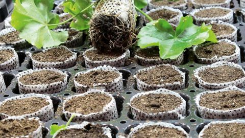 PHOTO :  VALÉRIE VIDRIL