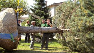 Un grand pin préparé pour l'expédition et la replantation.