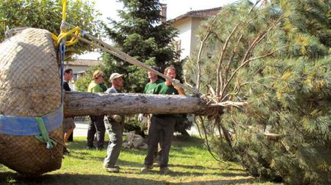 Un grand pin préparé pour l'expédition et la replantation.