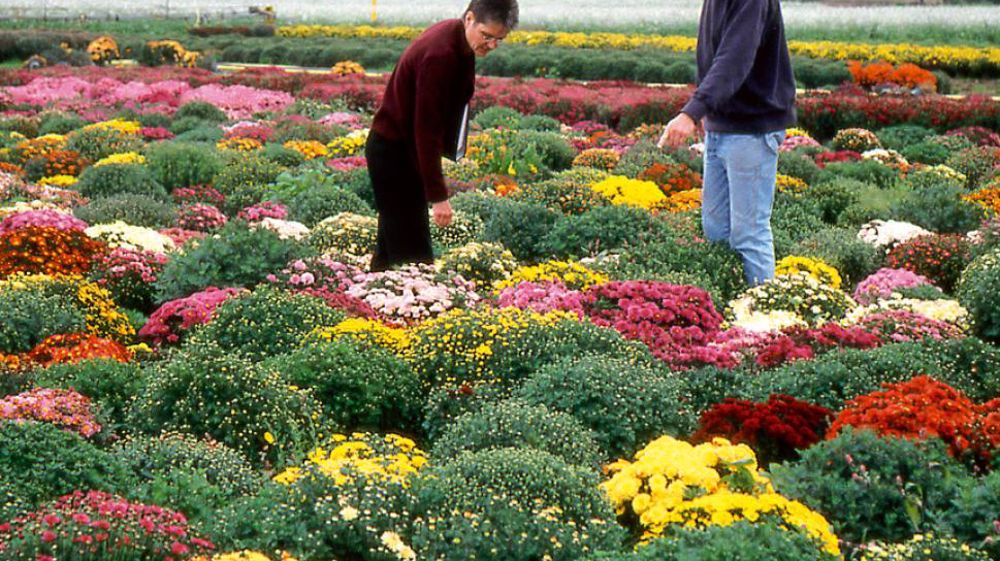 Essais de chrysanthèmes « pomponettes » aux Ets Brandkamp.