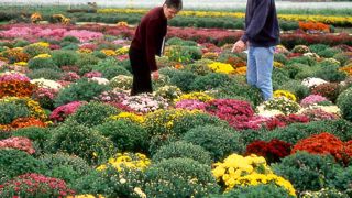 Essais de chrysanthèmes « pomponettes » aux Ets Brandkamp. Essais de chrysanthèmes « pomponettes » aux Ets Brandkamp.
